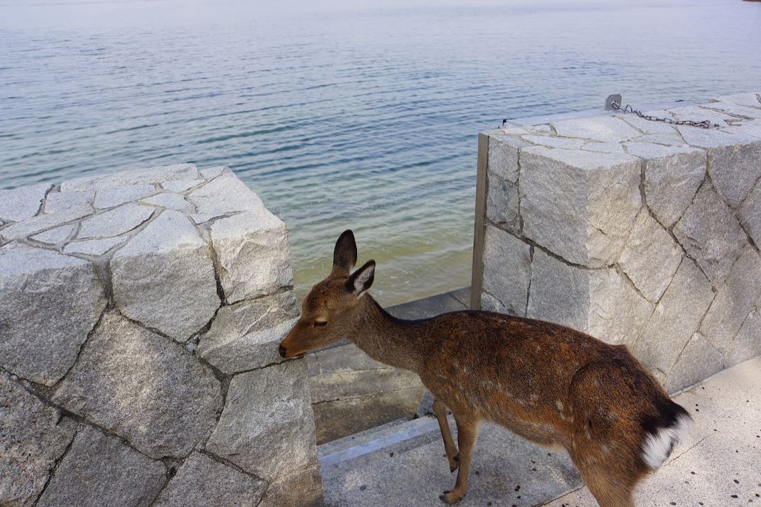 Deer on the streets of Miyajima