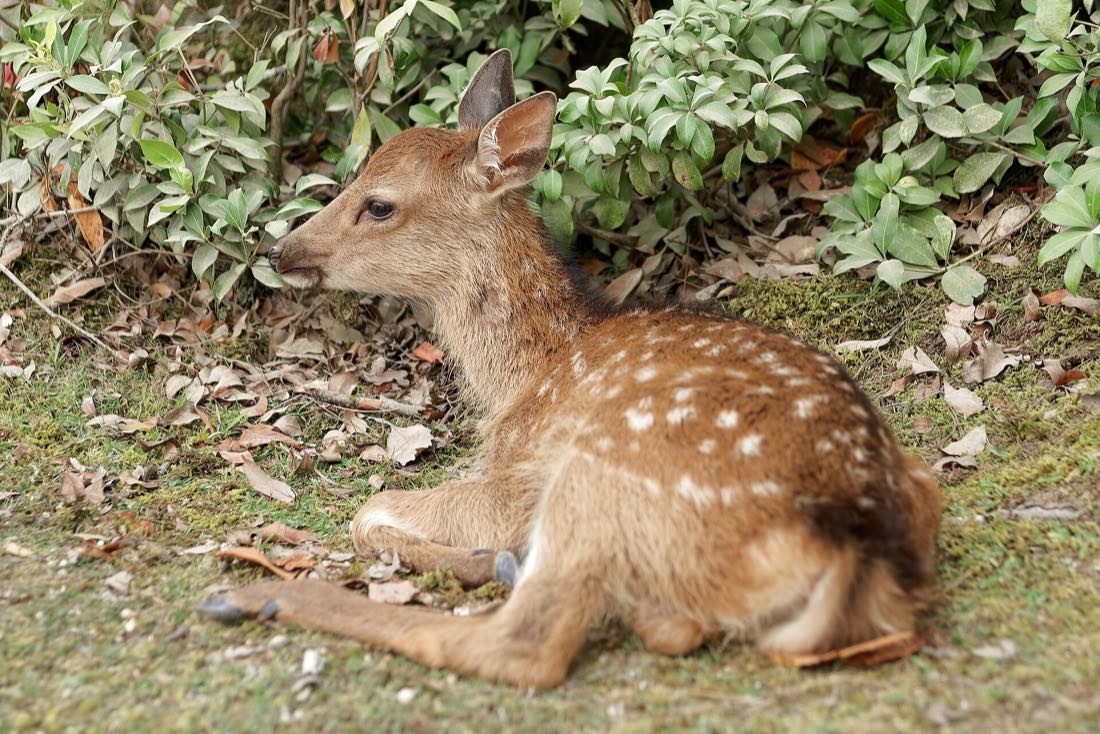 A sika deer on Miyajima island